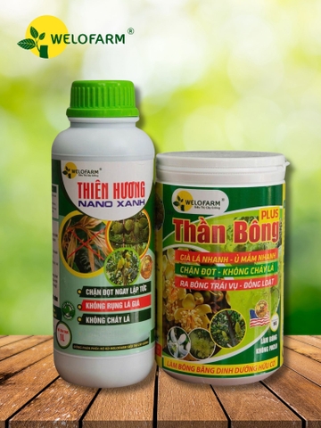 Bộ Đôi LÀm Già Lá - Xử Lý Bông Mùa Mưa