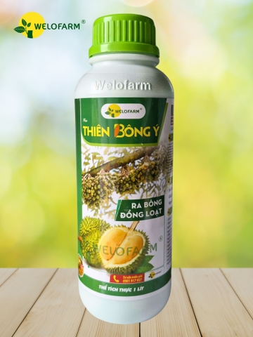 Thiên Bông Ý
