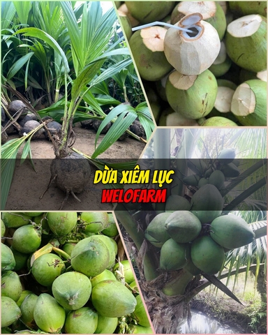 Dừa Xiêm Lục