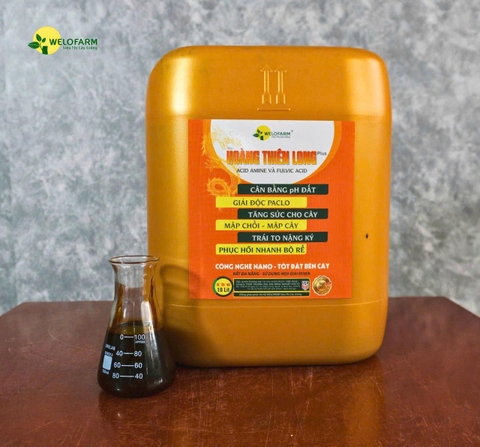 Plus Hoàng Thiên Long