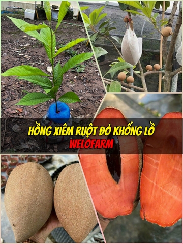 Hồng Xiêm Ruột Đỏ Khổng Lồ