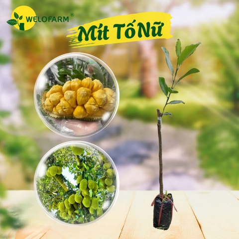 Mít tố nữ