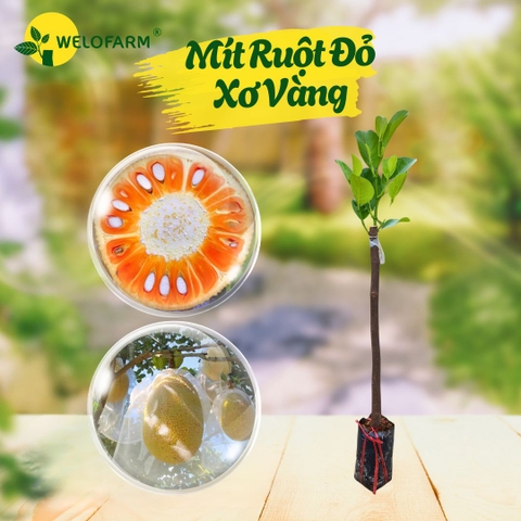 Mít Ruột Đỏ Xơ Vàng