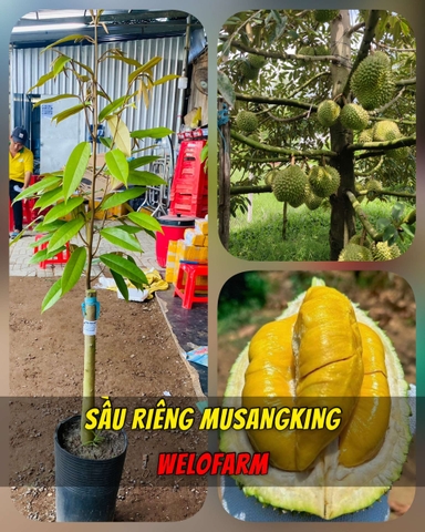 Sầu Riêng Musang King