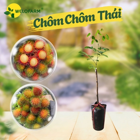 Chôm Chôm Thái