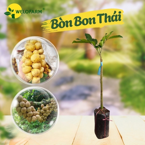 Bòn Bon Thái