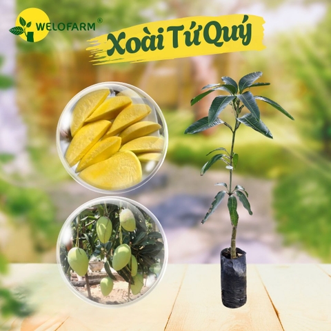 Xoài Tứ Quý