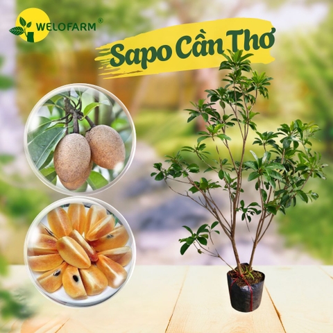 Sapo Cần Thơ