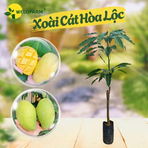 Xoài Cát Hòa Lộc
