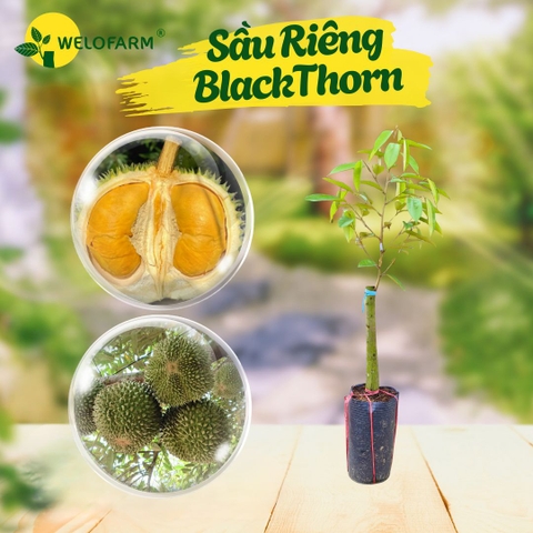Sầu riêng Black Thorn