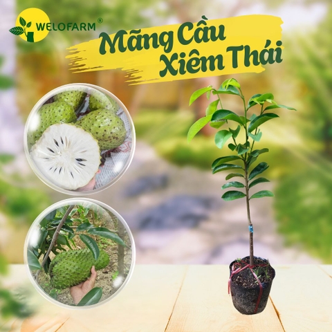 Mãng Cầu Xiêm Thái (ghép)