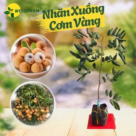 Nhãn Xuồng Cơm Vàng