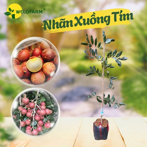 Nhãn Xuồng Tím