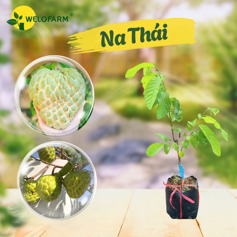 Na Thái (Hoàng Hậu)