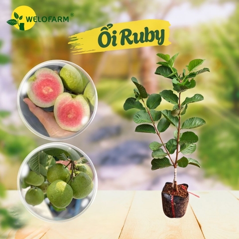 Ổi Ruby