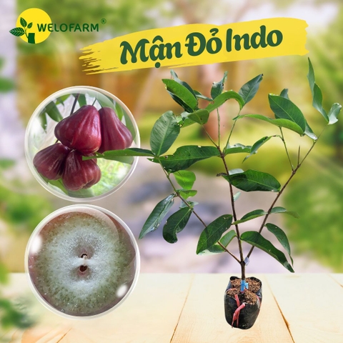 Mận Đỏ Indo
