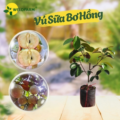 Vú Sữa Bơ Hồng