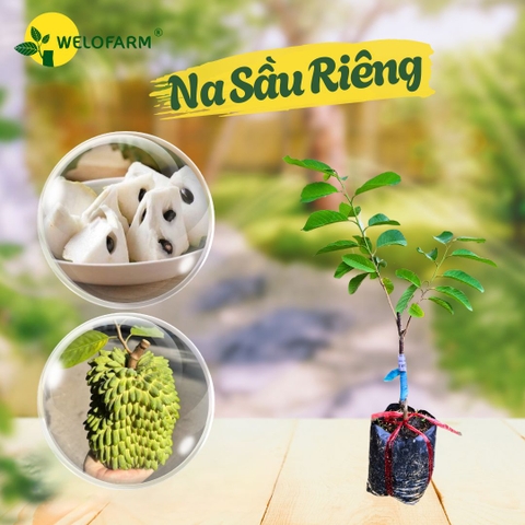 Na Sầu Riêng