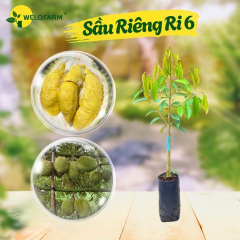 Sầu Riêng Ri 6