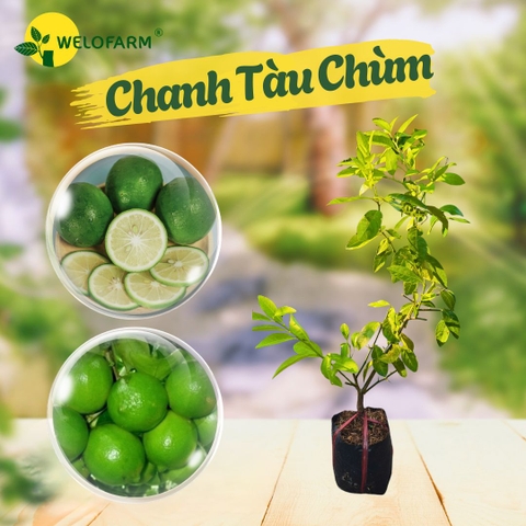 Chanh Tàu Chùm