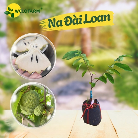 Na Đài Loan