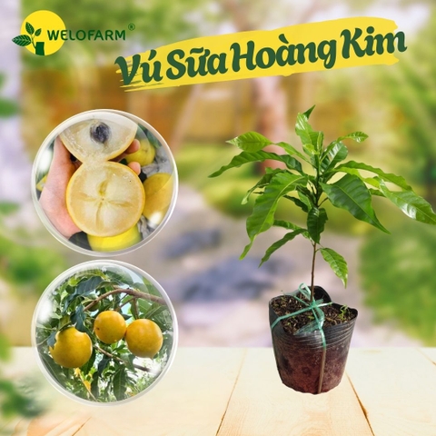Vú Sữa Hoàng Kim