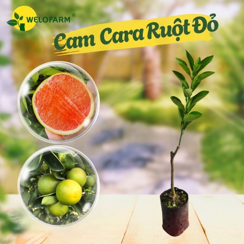 Cam Cara Ruột Đỏ