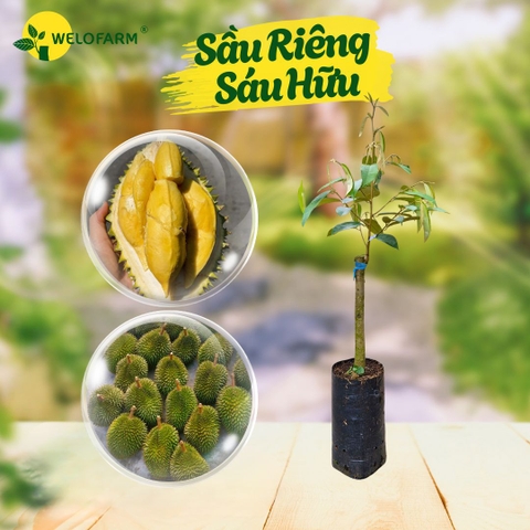 Sầu Riêng Sáu Hữu