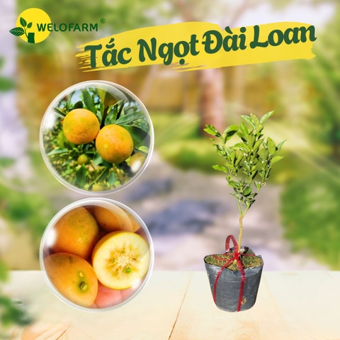 Tắc Ngọt Đài Loan
