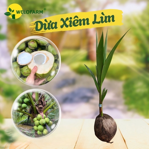 Dừa Xiêm Lùn