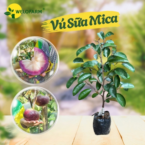 Vú Sữa Mica
