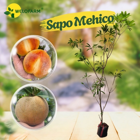 Sapo Mehico