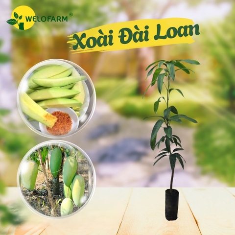 Xoài Đài Loan