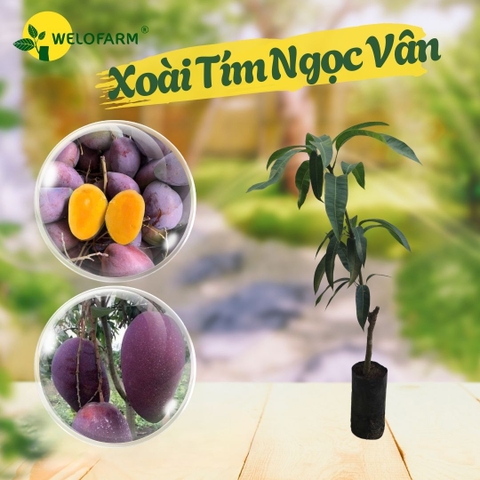Xoài Tím Ngọc Vân