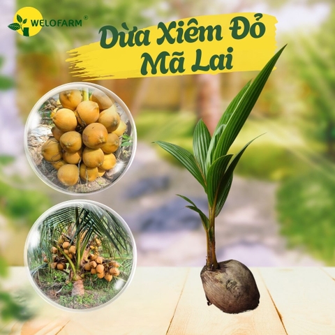 Dừa Xiêm Đỏ Mã Lai