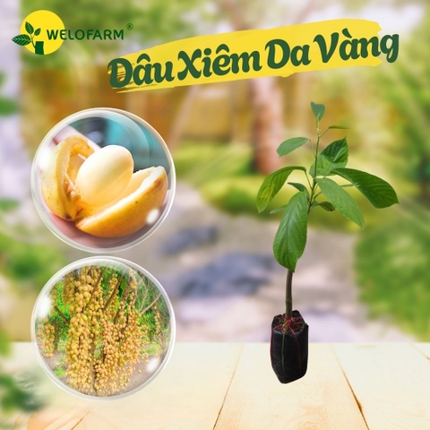 Dâu Xiêm Da Vàng