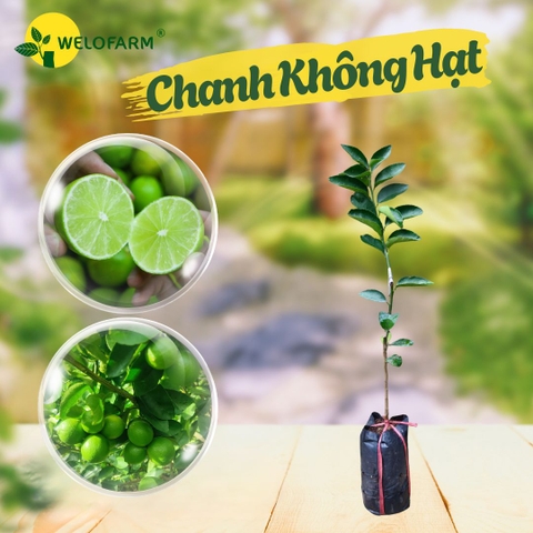 Chanh Không Hạt