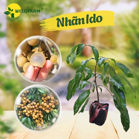 Nhãn Ido