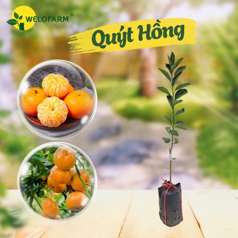 Quýt Hồng