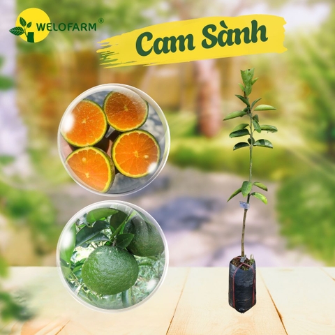 Cam Sành