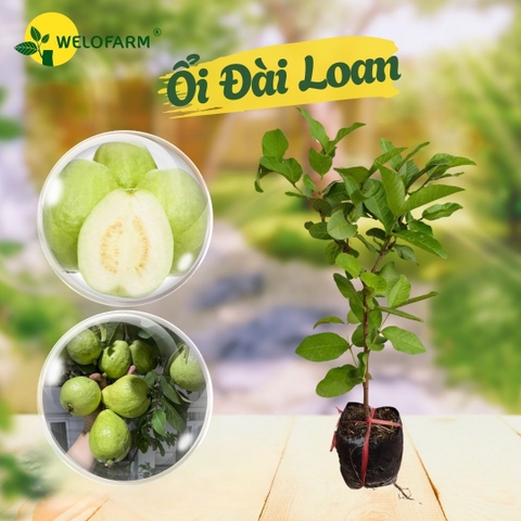 Ổi Lê Đài Loan