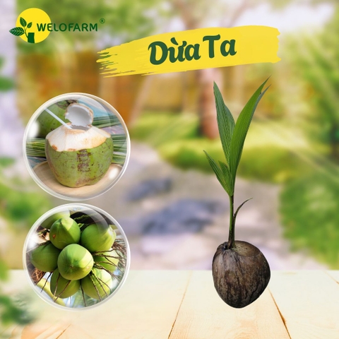 Dừa Ta