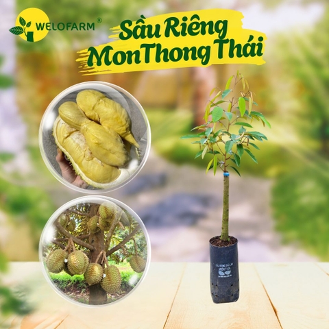 Sầu Riêng Monthong Thái