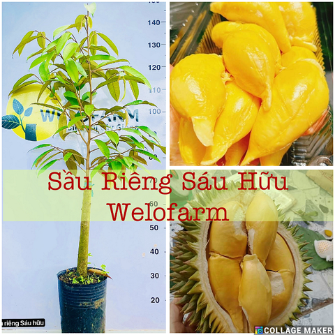 Sầu Riêng Sáu Hữu
