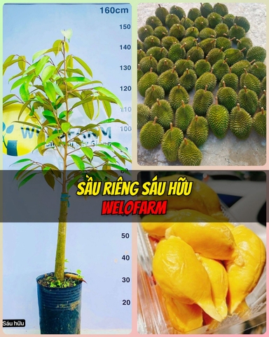 Sầu Riêng Sáu Hữu