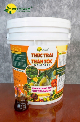 Thúc Trái Thần Tốc