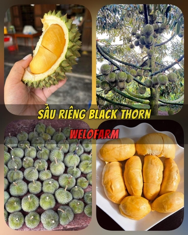 Sầu riêng Black Thorn