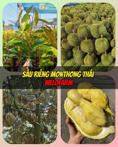 Sầu Riêng Monthong Thái