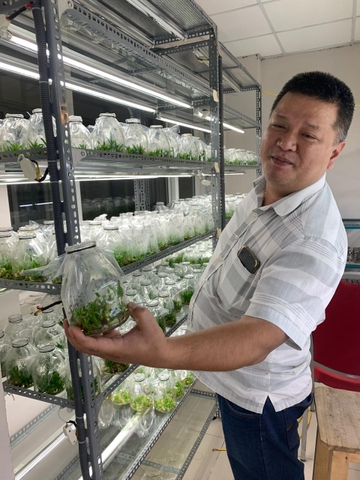Kiểm định cây giống