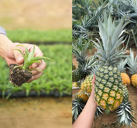 Cây giống dứa MD2